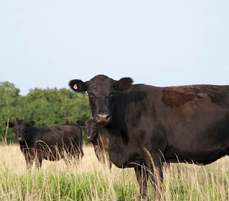 beef cattle in field