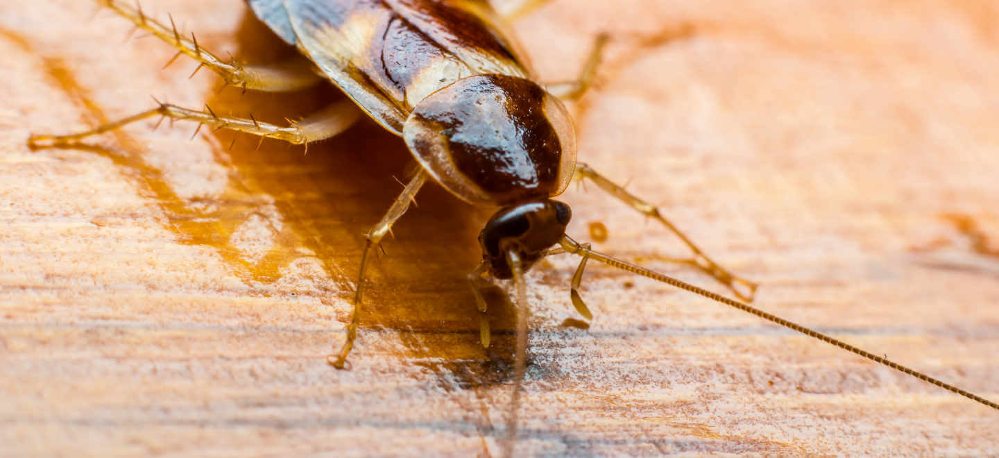 cockroach on table