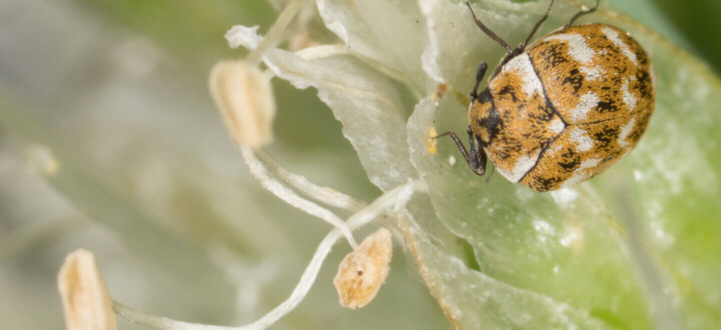 Varied Carpet Beetle