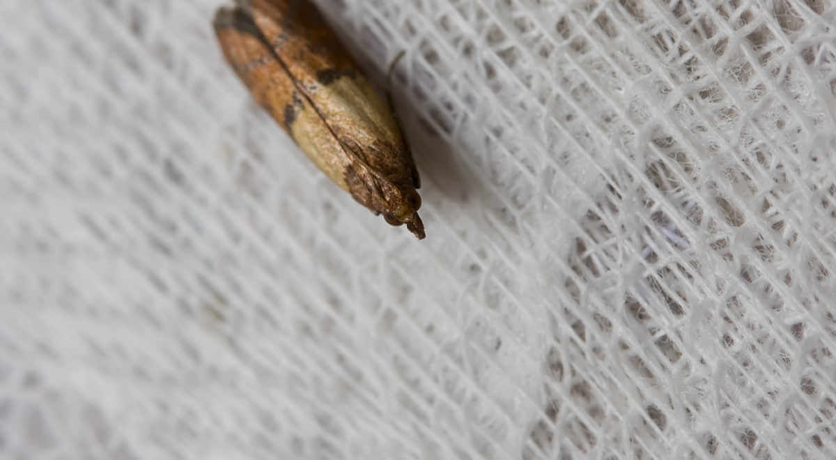 Moth on fabric