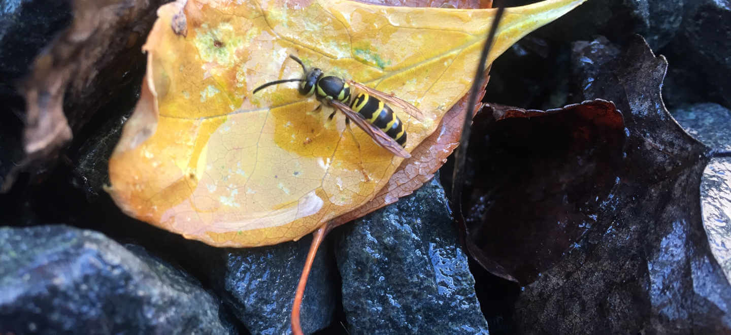 wasp on leaf