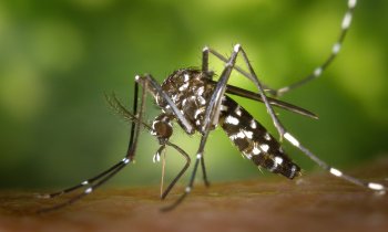 A closeup look at an Aedes albopictus, a problematic pest that bites.