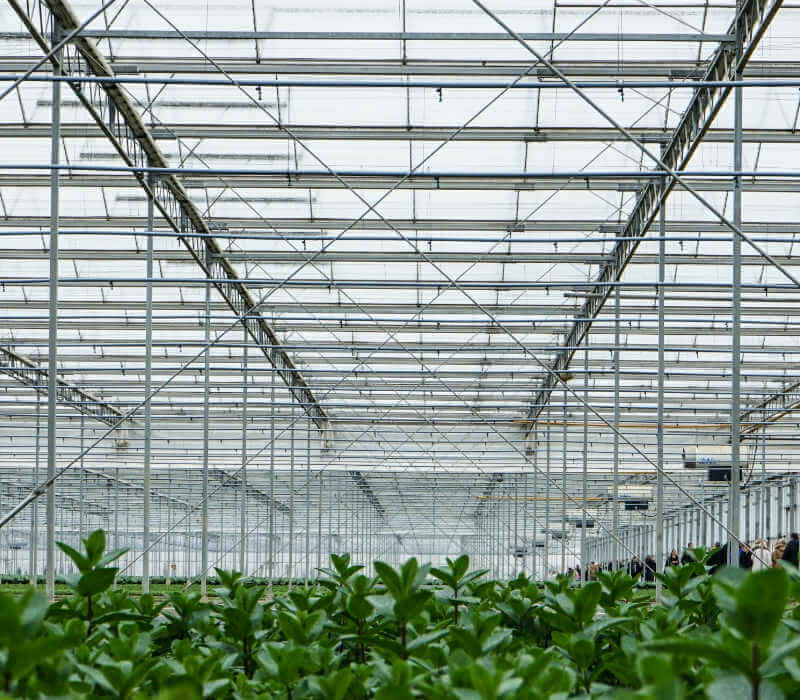 plants in a greenhouse