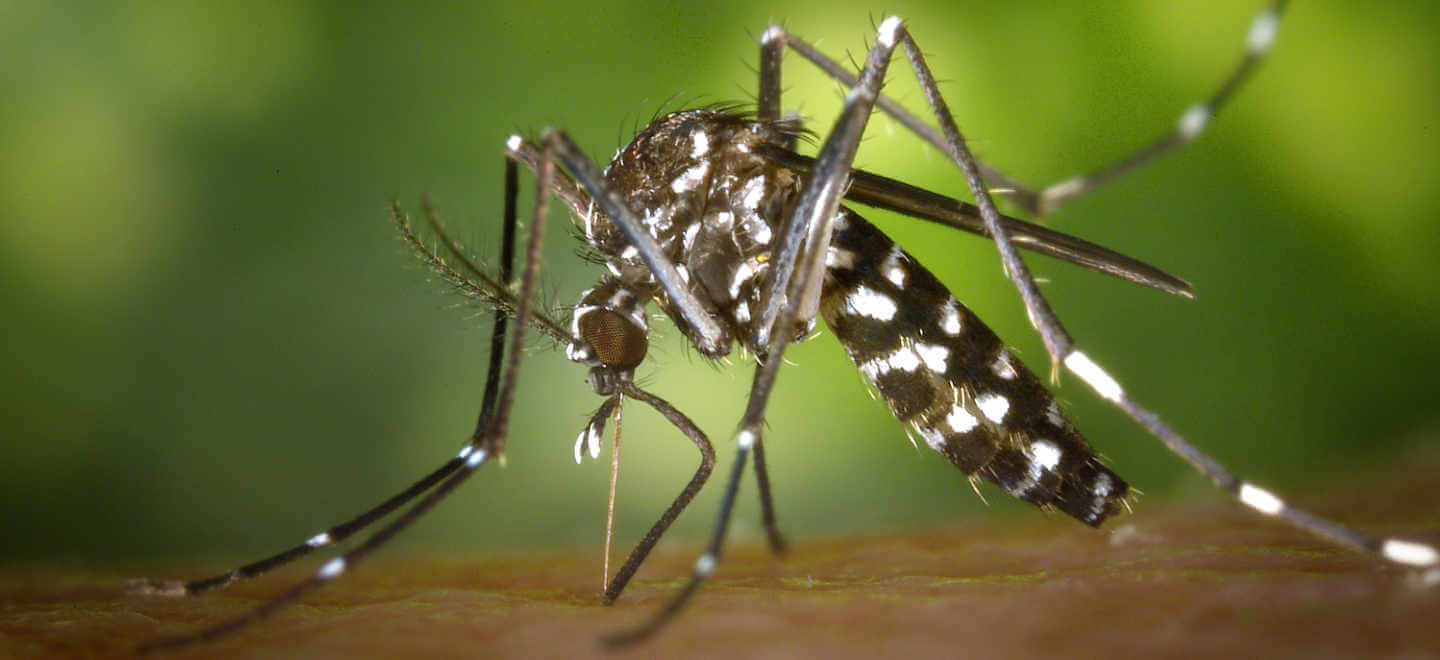 Aedes albopictus