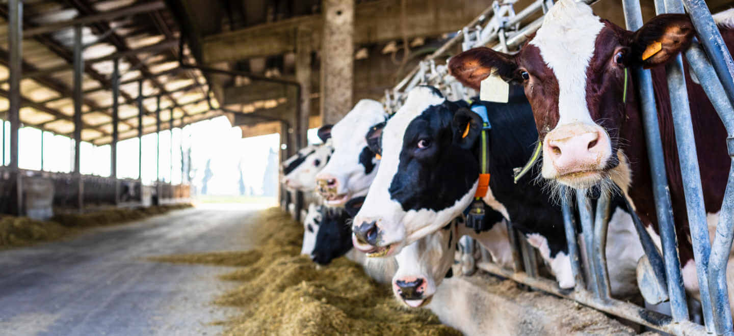 Dairy farm cows indoor in the shed