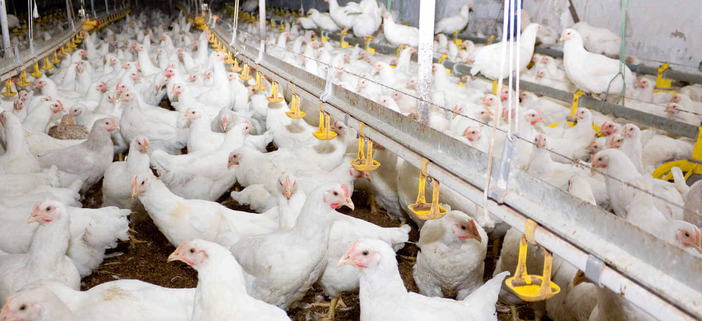 Young broiler chickens at the poultry farm