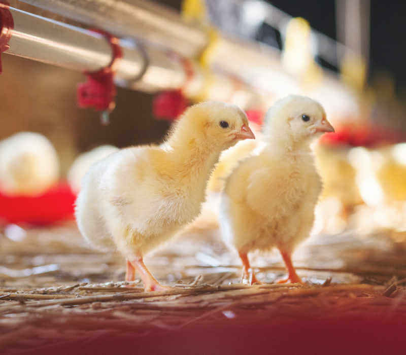 Two baby chicks at farm