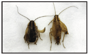 16 week old German cockroaches effected by IGR