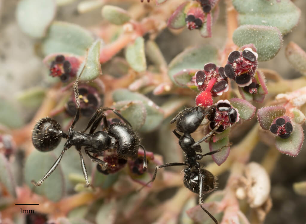 Black Harvester Ant