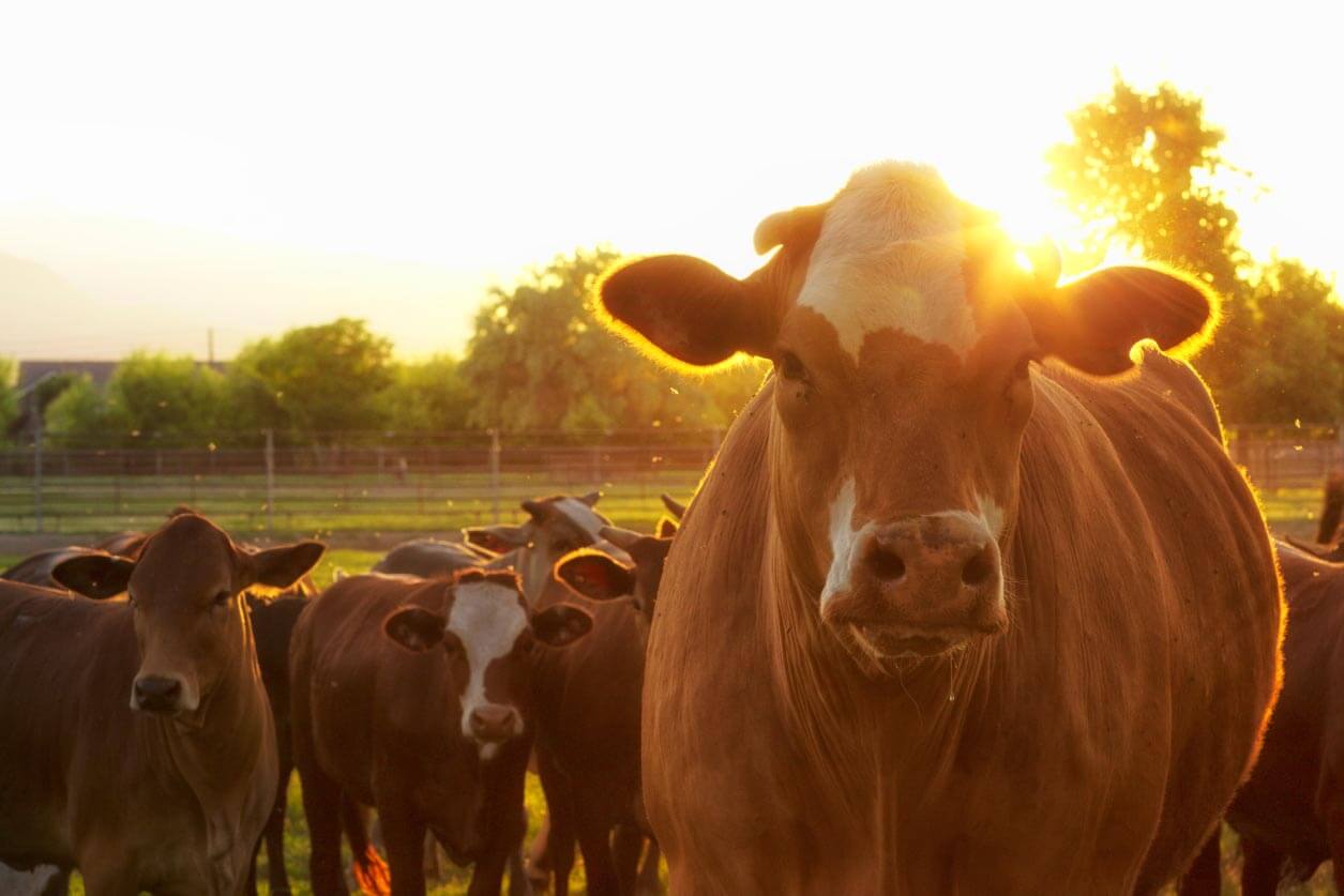 Cattle and herd with sunlight shining behind them