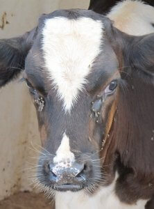 IPM Blog: brown and white cow with flies on face