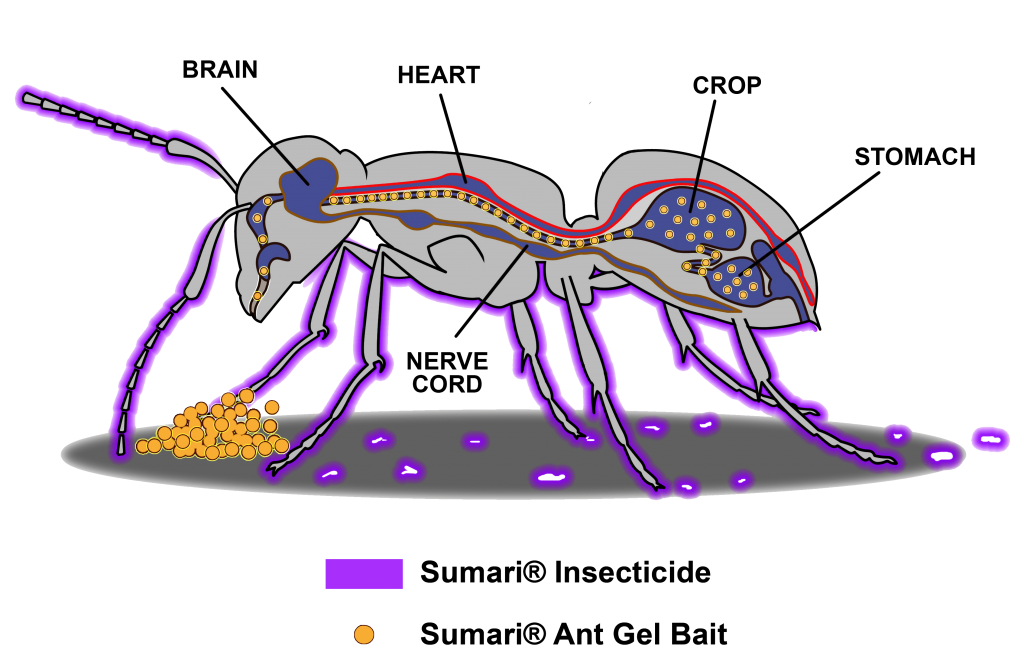 Sumari System - ant graphic visually showing insecticide (in purple) affecting ants through direct contacts and bait (in gold) affecting ants through ingestion