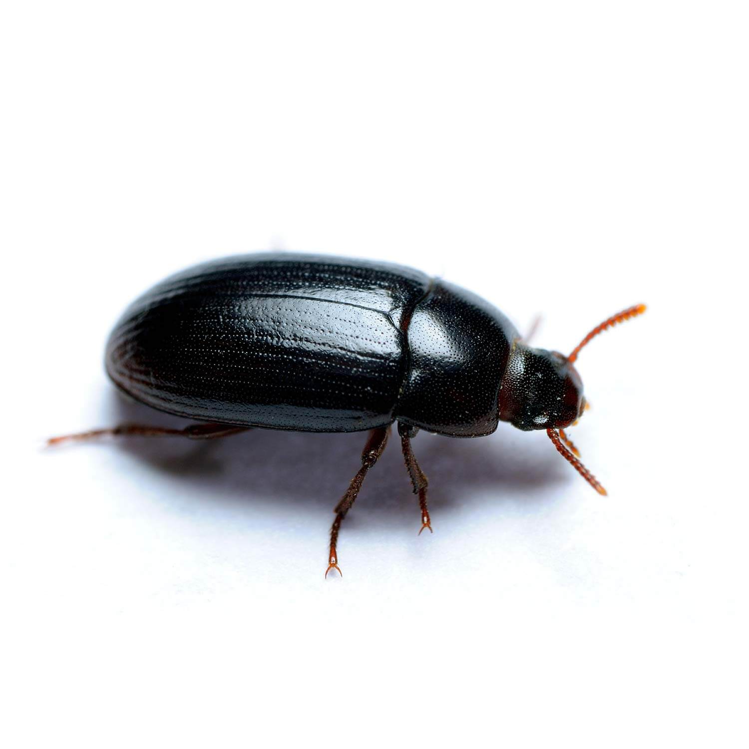 Darkling Beetle