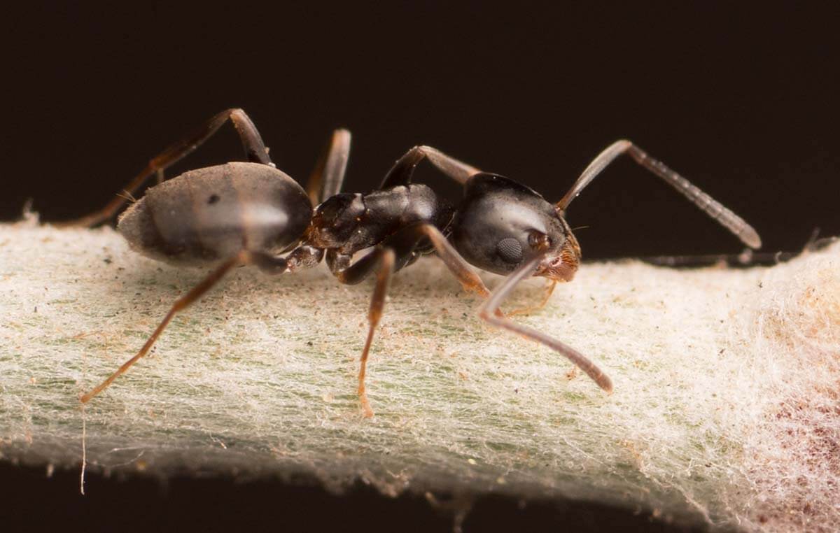 Tramp Ants - Odorous House Ant on Twig