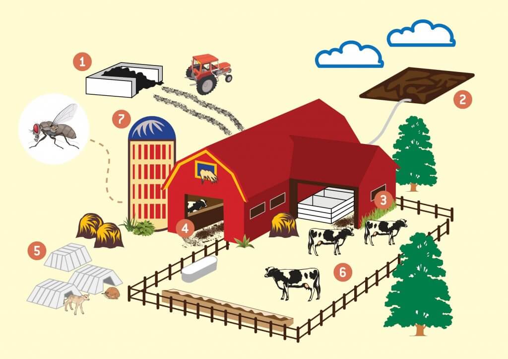 Fly Control in Dairies - graphic depiction of farm and cattle areas