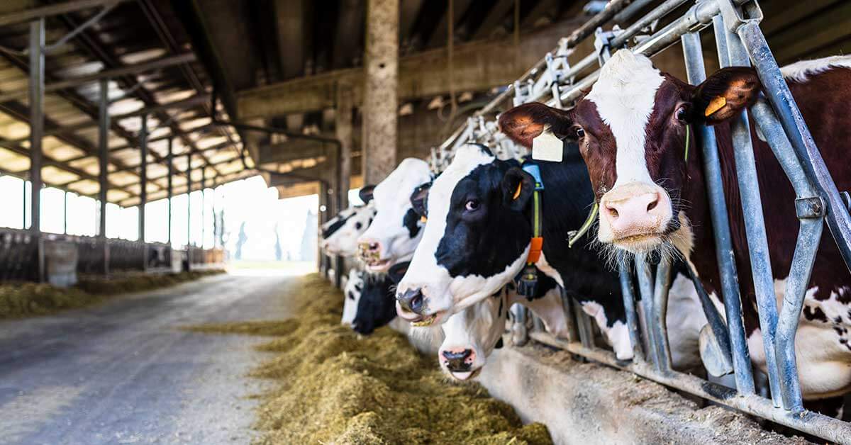 Cows in a row in a barn