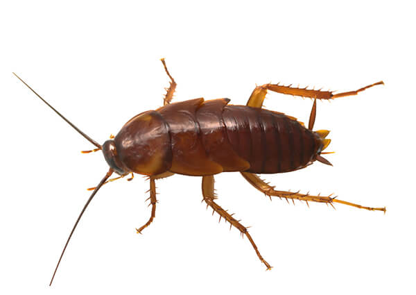 Image of Cockroach