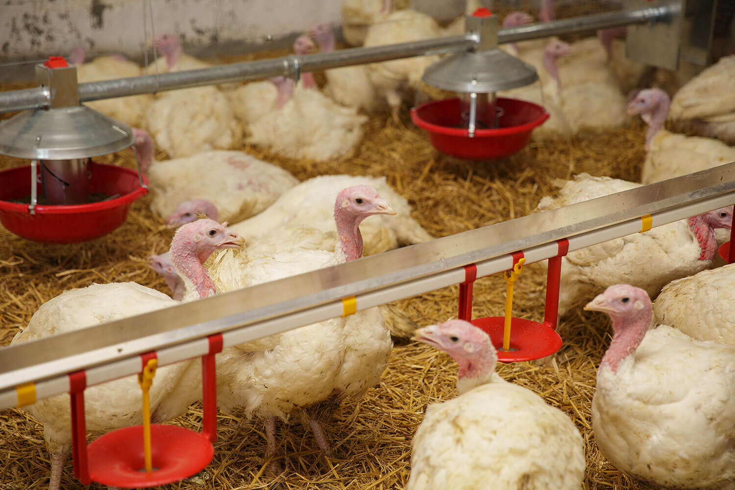 Protect Poultry from Avian Influenza, Darkling Beetles in Turkey Production, Turkeys in Broiler Facility